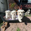 Adorable mini Havachon puppies-1