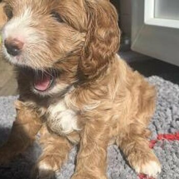 Cute Australian Double doodle Puppies.