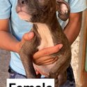 Pure American Bully-2