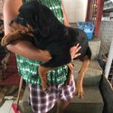 Rottweiler puppies-4