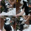 Shih-Tzu x Collie-5