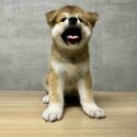 JAPANESE AKITA INU PUPS FOR SALE-1