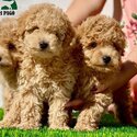 Toy Poodle Puppies-0