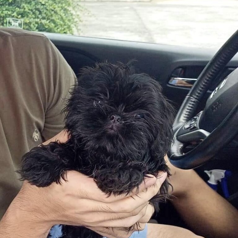 SHIH TZU PURE BLACK MALE