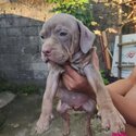 American bully puppies -0