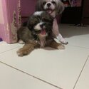 pure breed shih tzu-0