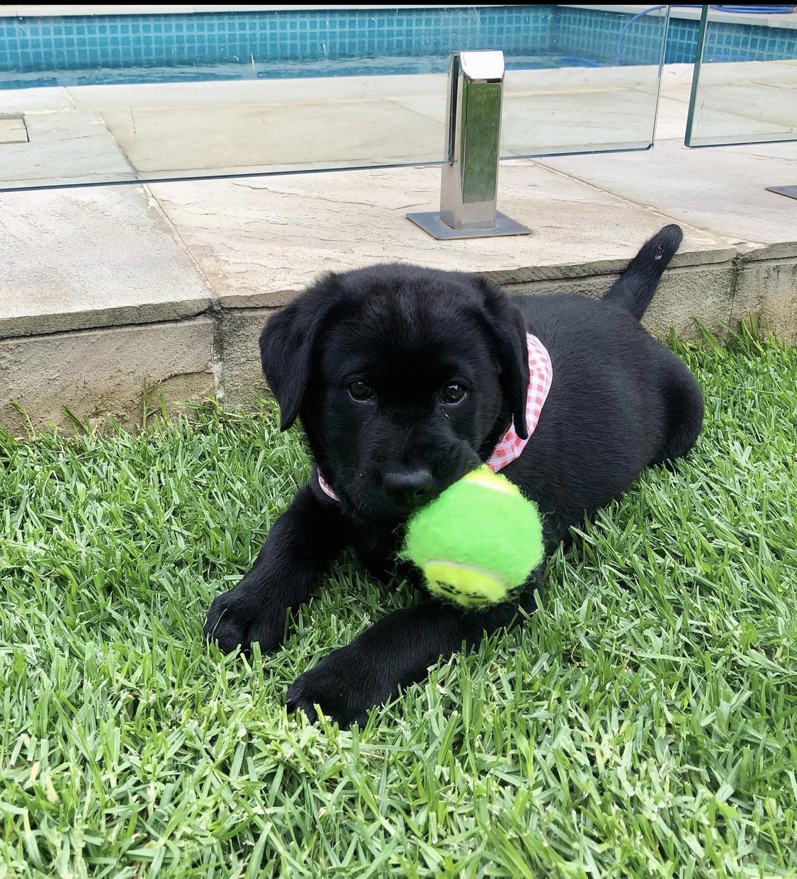 Cute Labrador Retriever puppy 