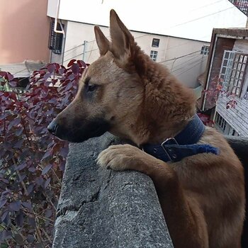 Designer Belgian Malinois Crossbreed 