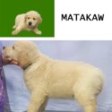 Golden Retriever Puppies in Bacoor-3