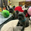 French bulldog puppies for adoption WhatsApp  me   +63 909 238 4393-0