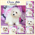 Bichon Frise Champ Line-1