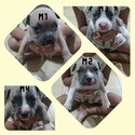 American Bully -4