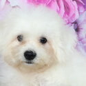 Bichon Frise Puppy &quot;RUSh&quot;-2