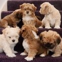 Lhasa Apso Puppies-0