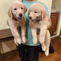 Golden Retriever champ line puppies for rehoming-1