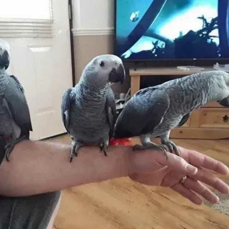 hand-reared african grey parrots available