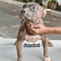 American Bully-5