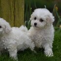 Stunning Bichon Friese Puppies-0