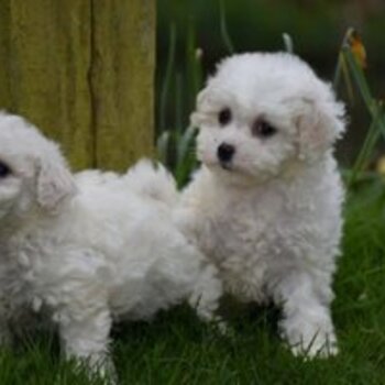 Stunning Bichon Friese Puppies