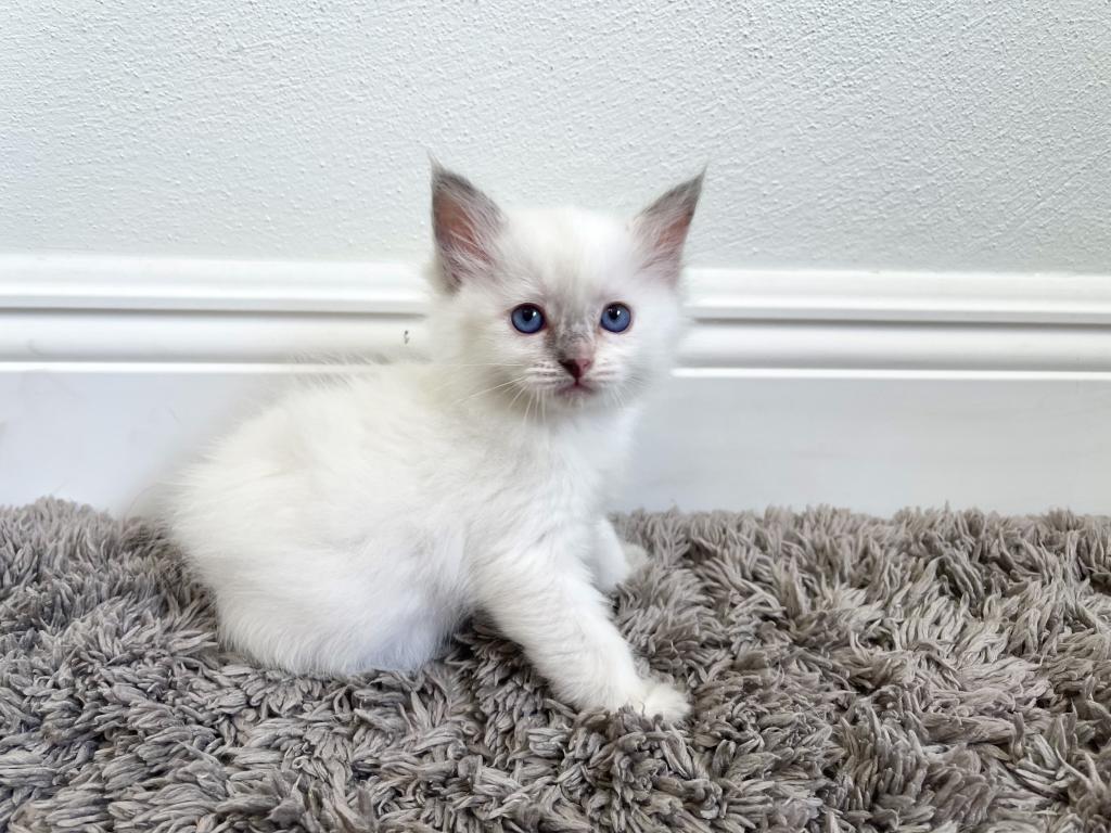 Ragdoll kittens