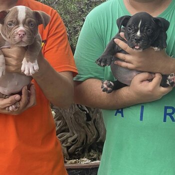 Micro Exotic Bully Puppy