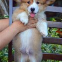 CORGI-2