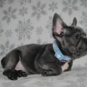 French Bulldog Puppies-1