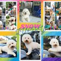BICHON FRISE FOR REHOMING-3