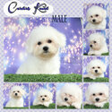 PureBreed Bichon Frise Champ Line-0