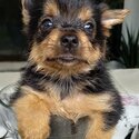 Miniature Yorkshire Terrier -3