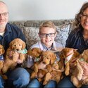 Stunning Golden Doodle Puppies looking for their forever homes -0