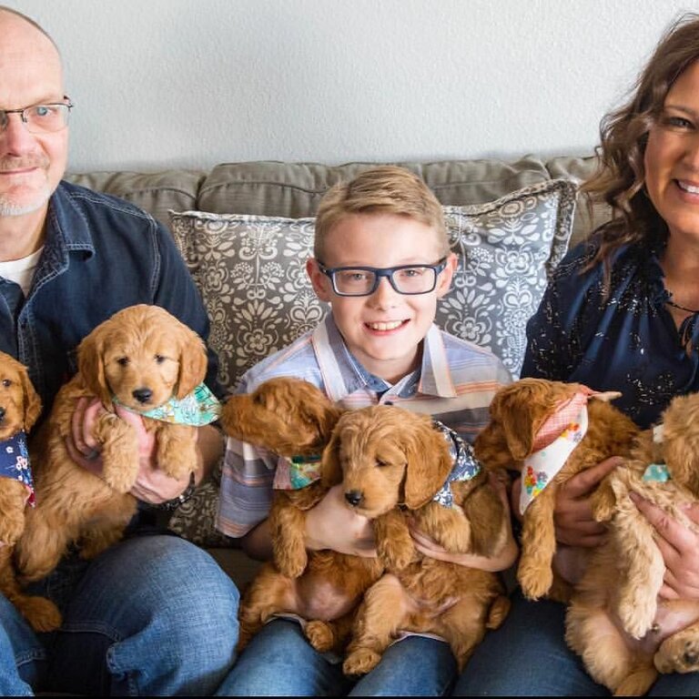 Stunning Golden Doodle Puppies looking for their forever homes 