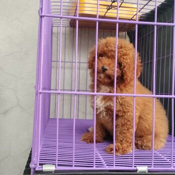 Toy Poodle Pure Breed (Male-10weeks)