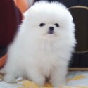 Good Looking Pomeranian Puppies-0