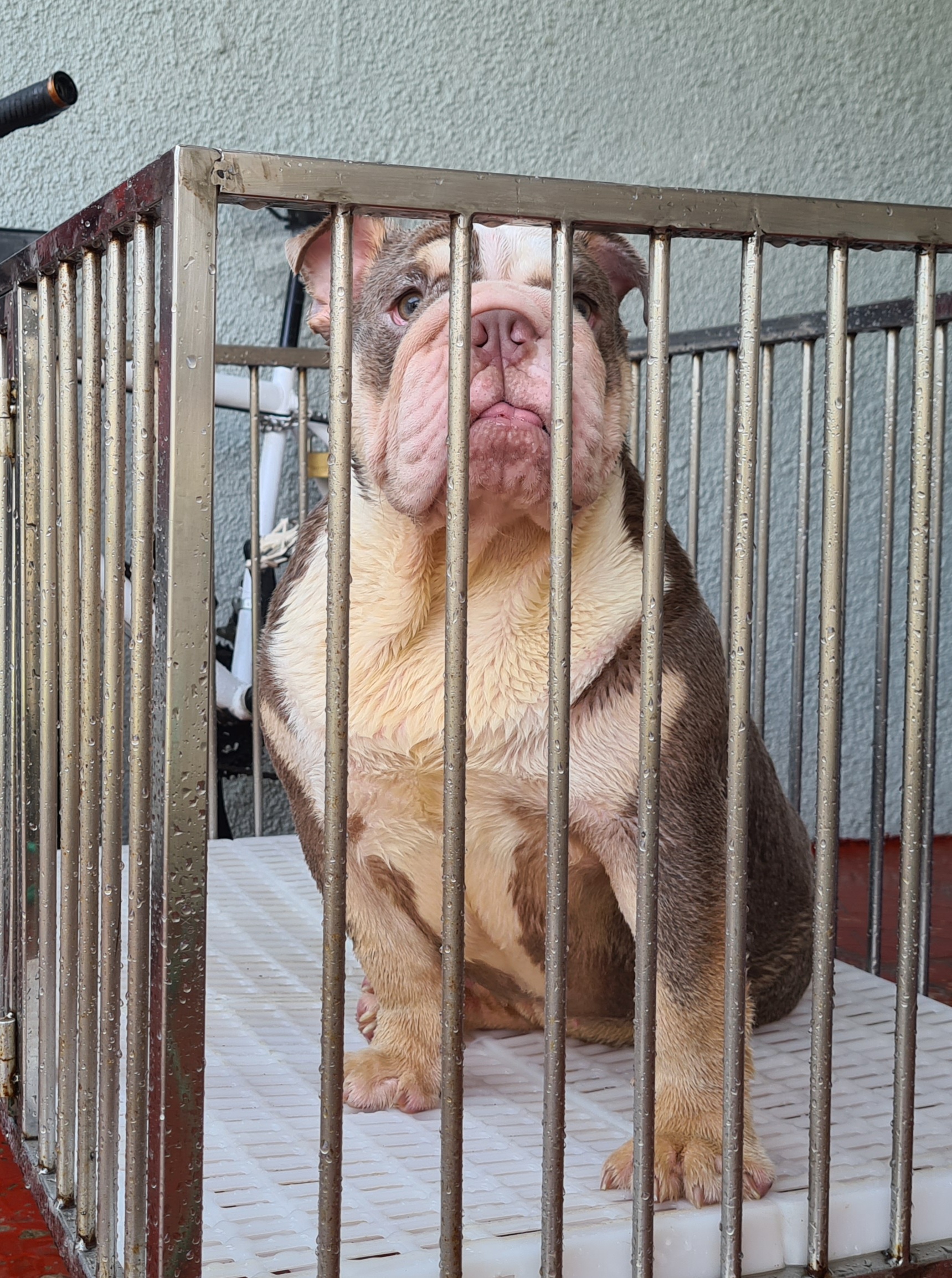 English Bulldog For sale