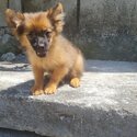 Pomeranian Puppies for Rehoming-0