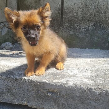 Pomeranian Puppies for Rehoming