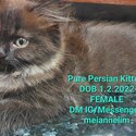 PURE PERSIAN KITTENS-1