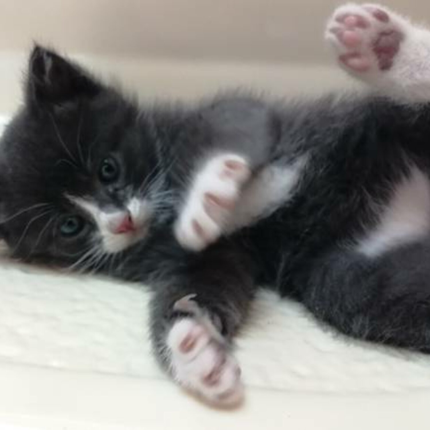 American Shorthair Kittens