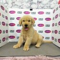 Golden Retriever puppies with Papers-1