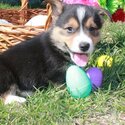 corgi Puppies-1