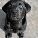 Labrador Retriever puppy ready for new owner -3