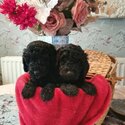 CLEAR MINIATURE POODLE PUPPIES FOR ADOPTION-0