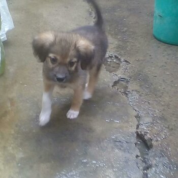 Mixed Doxiepoo Puppy