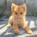 Pomeranian Puppies for Rehoming-1