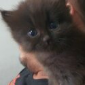 PURE PERSIAN KITTENS -5