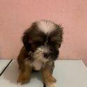 shih tzu-5