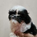 SHIH TZU MALE-3