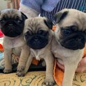 Pretty Pug Puppies for sale WhatsApp  me   +63 909 238 4393-0