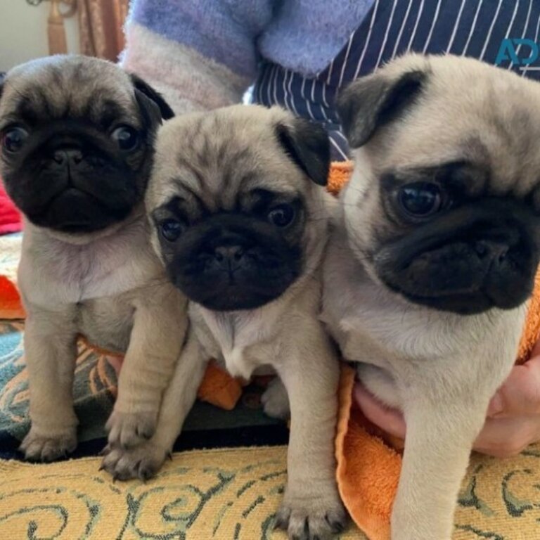 Pretty Pug Puppies for sale WhatsApp  me   +63 909 238 4393